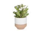 Plant pot Native small engobe wash w. white - 2